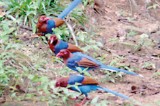 WNPS lecture: ‘Living with bird flocks in Sinharaja’