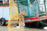 Face to face with a man-eating tiger