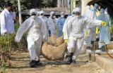 Bird flu outbreak in India caused by strain humans can contract: OIE