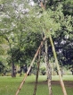JR’s sandalwood tree at Botanical Gardens survives attack