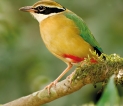 Indian Pitta (Avichchiya)