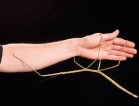 The stick insect so big that it looks like a branch