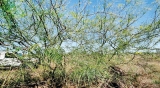 Beware! Parkinsonia  is no innocent weed