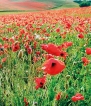 Poppies dying out in Flanders