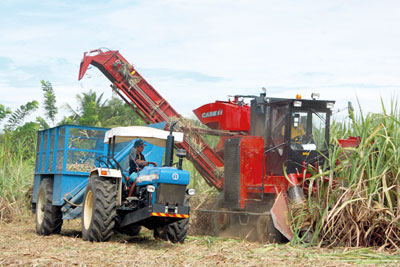 Cane cutter at work.