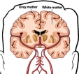 Different parts of the brain age at different rates