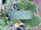 NSF initiative helps sustain failing gherkin plantation owned by Hayleys