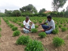 1,000 farming families graduate from Ceylon Tobacco project in Kilinochchi