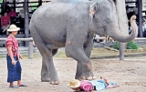 Mammoth amounts of stress? Try an elephant massage!