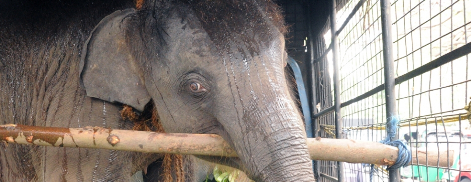 Two more elephants rescued, one badly injured