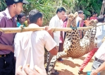 Wild boar trap kills leopard