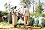 Sri Lanka’s estate workers housing societies empower plantation community