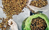 Upmarket bug snacks to creep into Thai store shelves