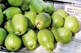 Lovely bunch of ‘pera’ (guavas)