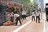 Wall mounted plants at Temple Trees to be relocated