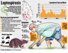 Mounting cases set off rat fever alarm in Sri Lanka