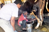 Innovative milking machine developed to help small Sri Lankan dairy farmers