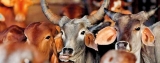 Modi government says to push for cow slaughter ban in India