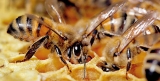 US to halt expanded use of some insecticides amid honey bee decline
