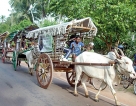 With faith in their hearts and their bullock carts, devotees make trip to Madu