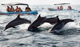 Destructive dynamite  decimates dolphins: SLN wades to their rescue