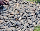Thousands of fish die in Beruwala canal