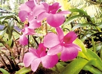 Rasika Orchid Nursery — a great success