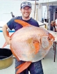 A deepwater fish joins  warm-blooded club