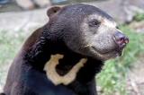 Saving Cambodia’s vulnerable bears