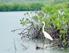 Negombo Lagoon: Second to  none in its flora and fauna