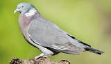 Spy pigeon jailed in India