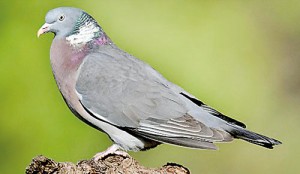 pigeon