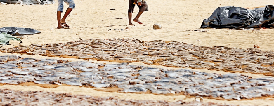 Fishing ‘war’  in Negombo