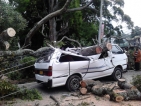 N’Eliya powerless after winds blow ancient tree onto electricity pylons