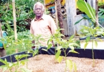 Gardens of rich, nutritious vegetables on soil-less surroundings on your balcony!