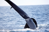 Is Sri Lanka still best for Blue Whales?