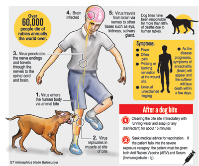 Anti rabies campaign casts net wider to take in felines The