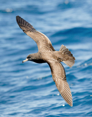Flesh-footed Shearwater. Photo (c) Robyn Pickering