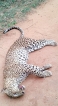 Perhaps this leopard did not die in vain