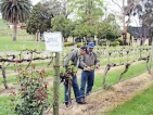 A taste of vintage in Yarra Valley