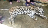 Wire trap kills another Hill Country leopard