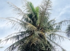Parasite devastates coconut estates