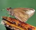 Enter the Banana Skipper butterfly; bad news for banana farmers