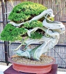 Bonsai: Living images