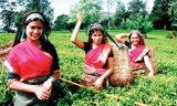 Did green leaf subsidy destroy the tea market?