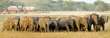 The tuskers of Kalawewa now have a sanctuary