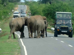 Safari on the road