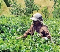 Tea Board moves into auction to save industry