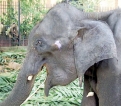 Will baby jumbos snatched from the wild find justice?