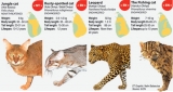 International wildcat  experts to meet in Sri Lanka